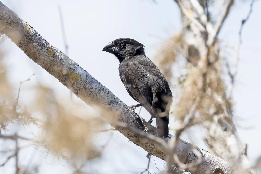 大地雀（Geospiza magnirostris）