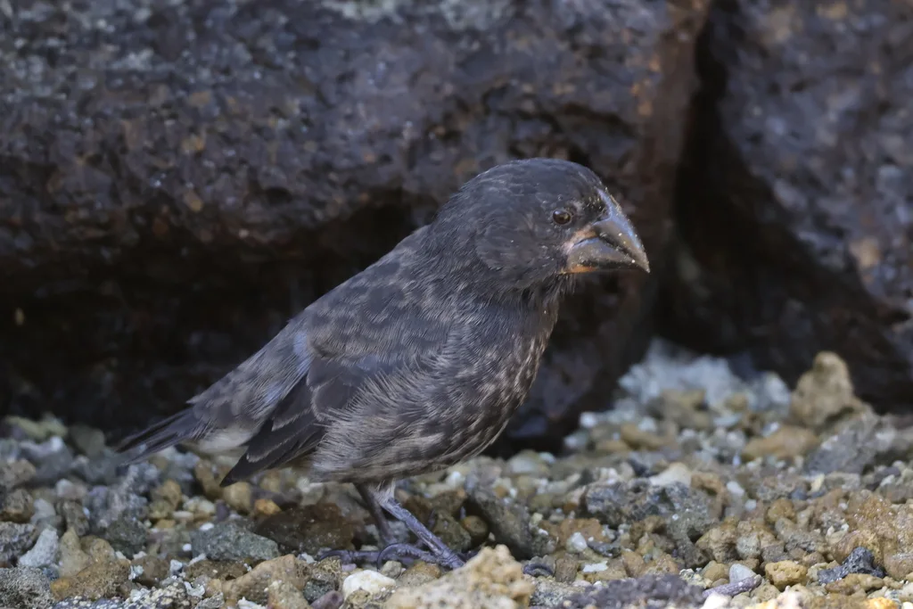吉岛仙人掌地雀(Geospiza propinqua)