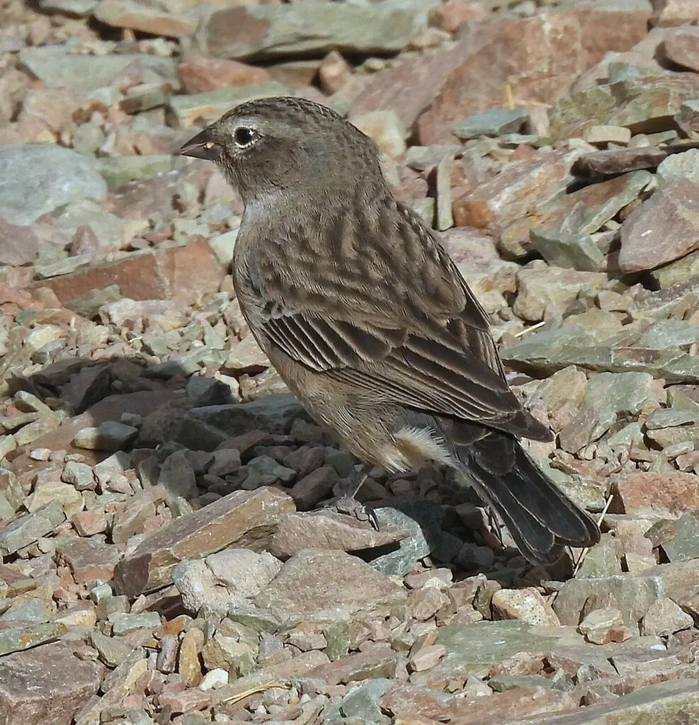 灰胸岭雀鹀(Geospizopsis plebejus)