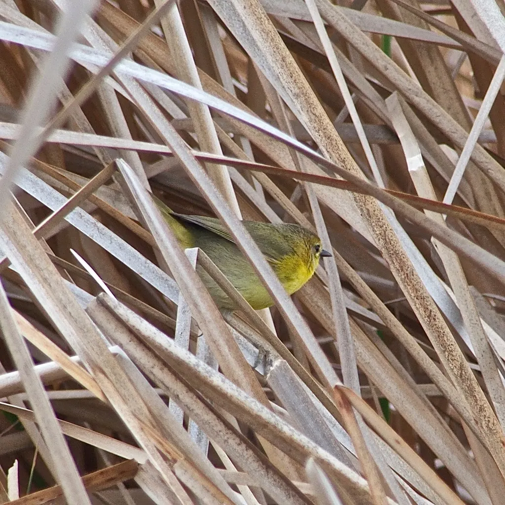 贝氏黄喉地莺(Geothlypis beldingi)