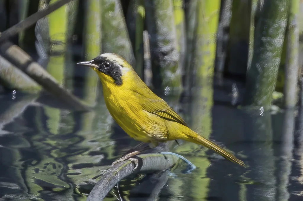 纳氏黄喉地莺(Geothlypis nelsoni)