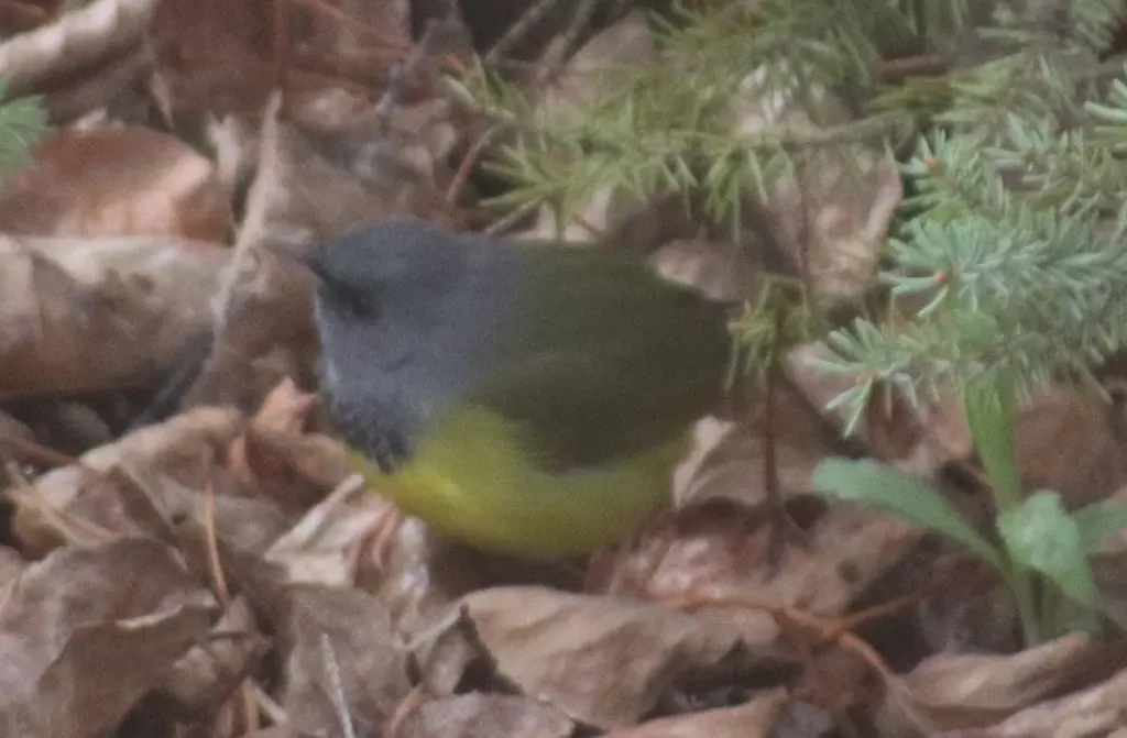 黑胸地莺(Geothlypis philadelphia)