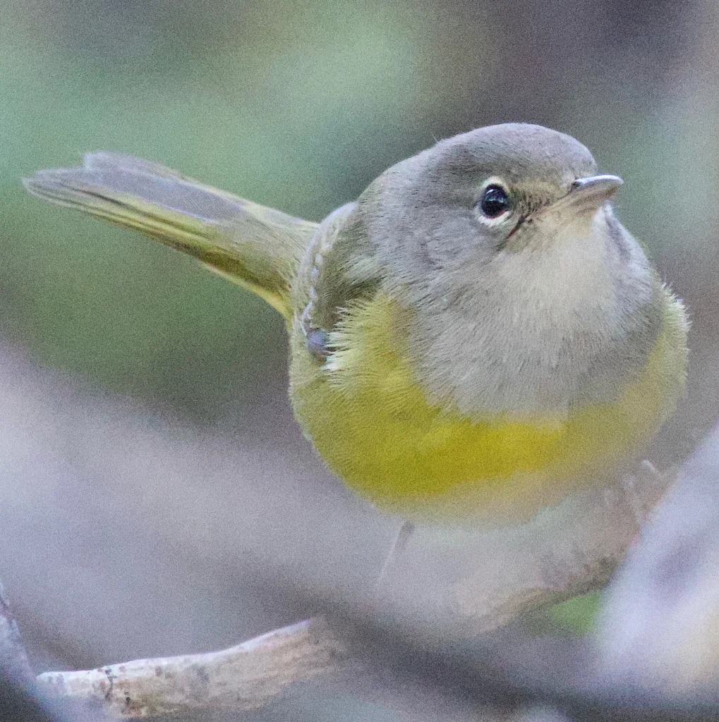 灰头地莺(Geothlypis tolmiei)