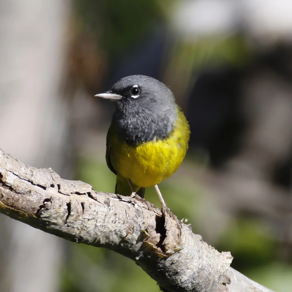 灰头地莺(Geothlypis tolmiei)