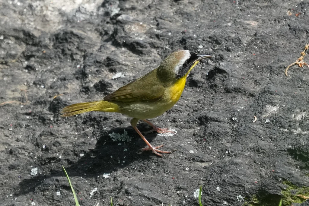 黄喉地莺(Geothlypis trichas)