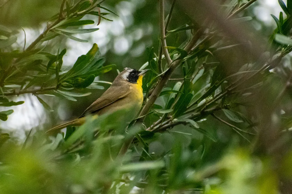 黄喉地莺(Geothlypis trichas)
