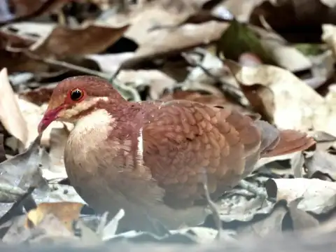 红鹑鸠