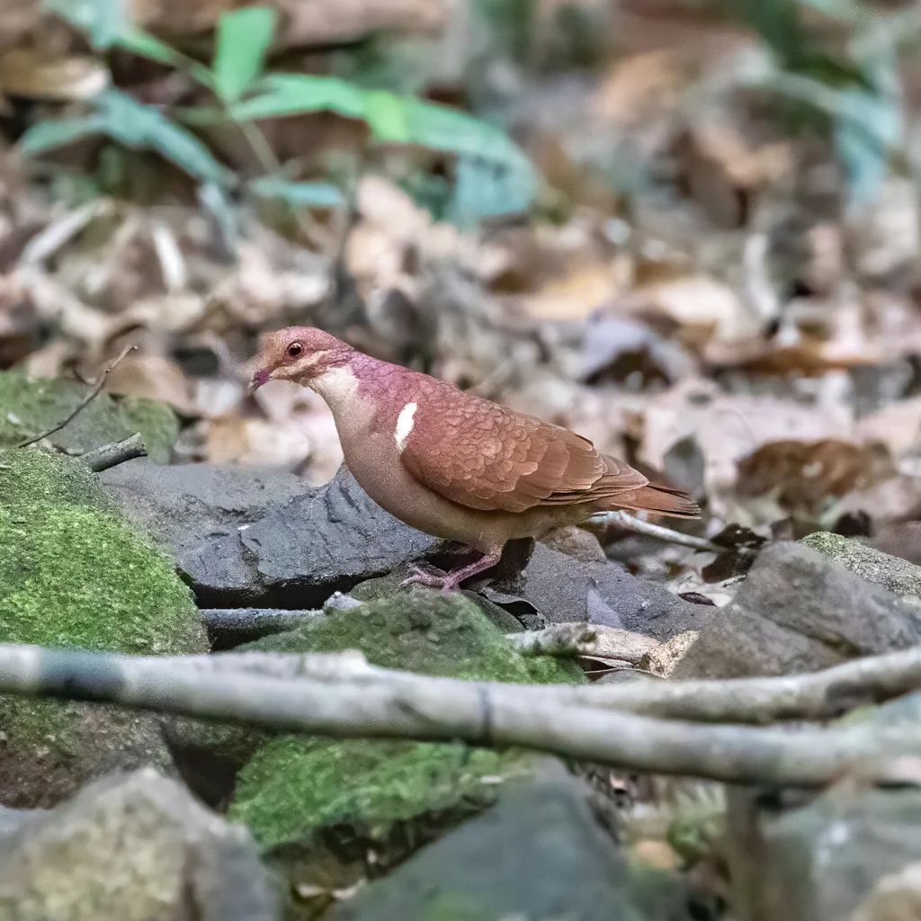 红鹑鸠（Geotrygon montana）