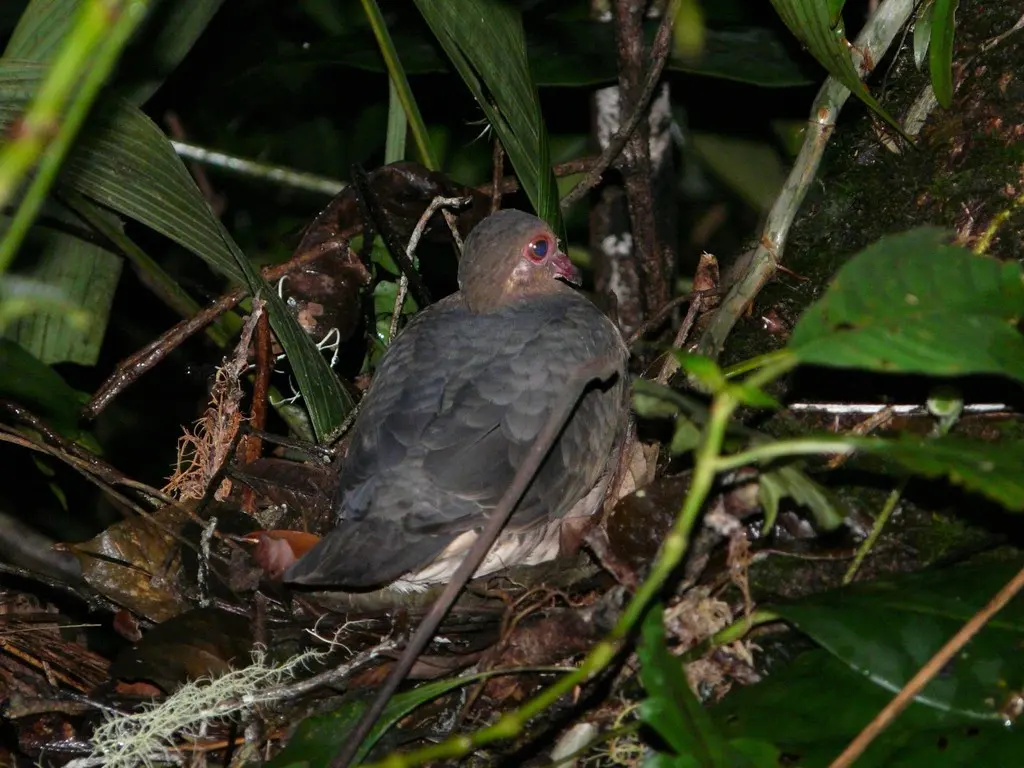 红鹑鸠（Geotrygon montana）