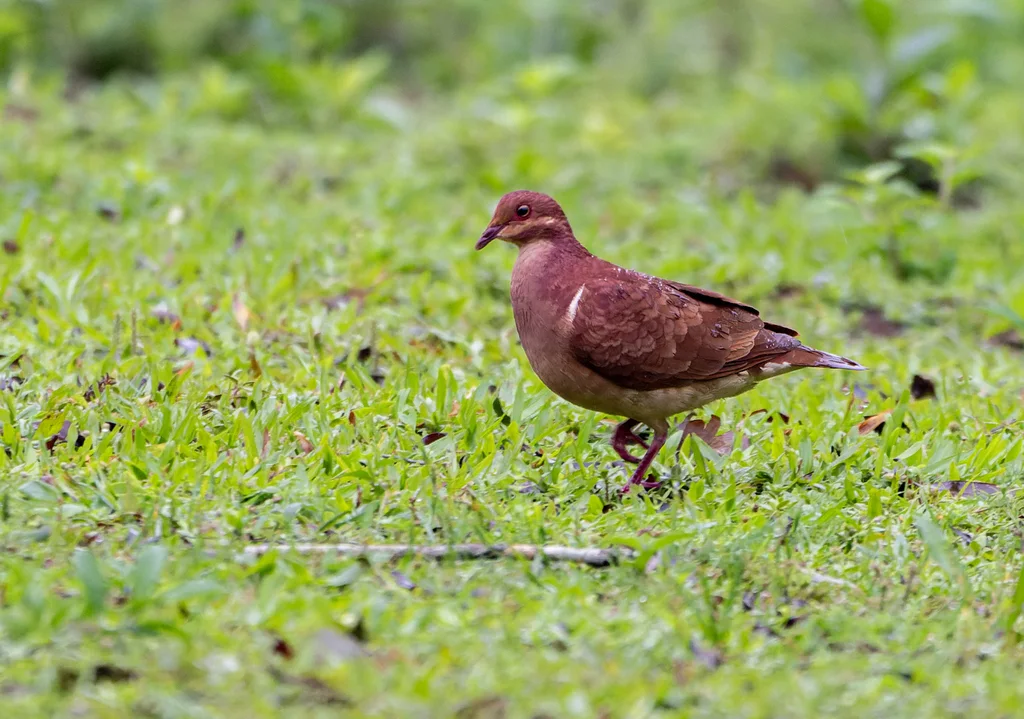 红鹑鸠（Geotrygon montana）