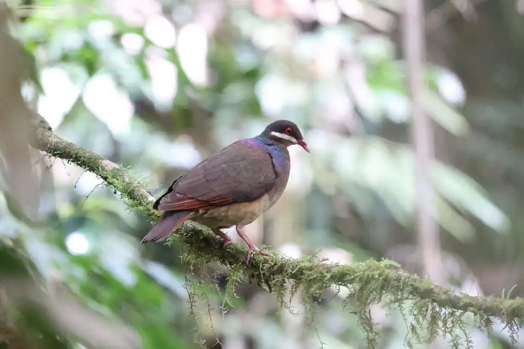 绿颈鹑鸠(Geotrygon mystacea)