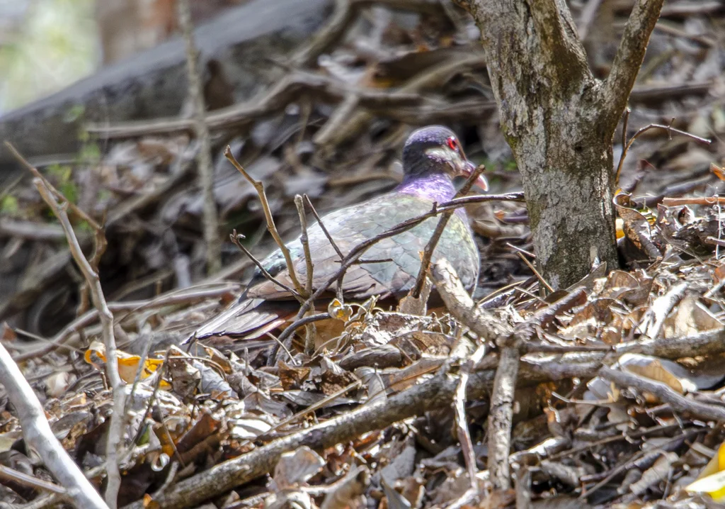 绿颈鹑鸠(Geotrygon mystacea)