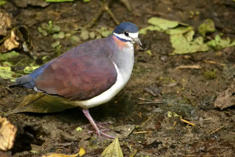 蓝冠鹑鸠(Geotrygon purpurata)