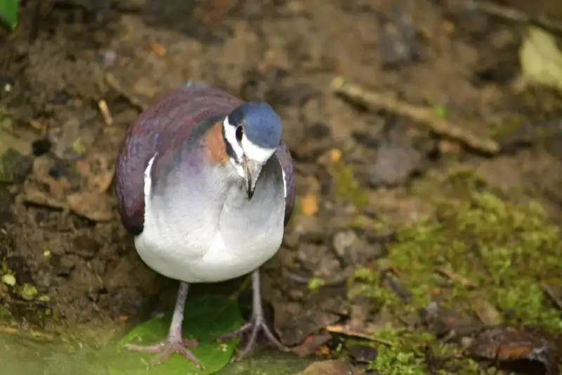 蓝冠鹑鸠(Geotrygon purpurata)