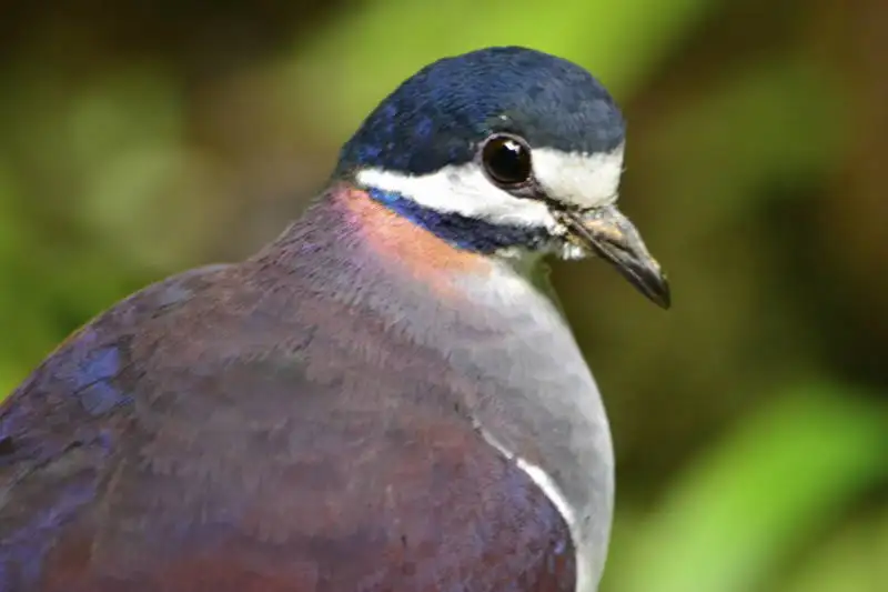 蓝冠鹑鸠(Geotrygon purpurata)