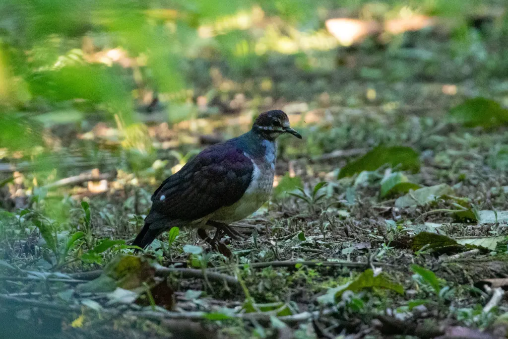 青冠鹑鸠(Geotrygon saphirina)