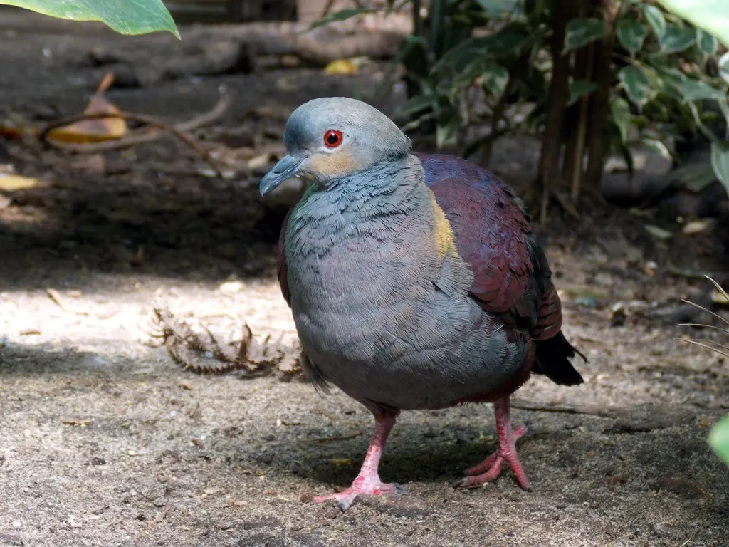 凤头鹑鸠(Geotrygon versicolor)