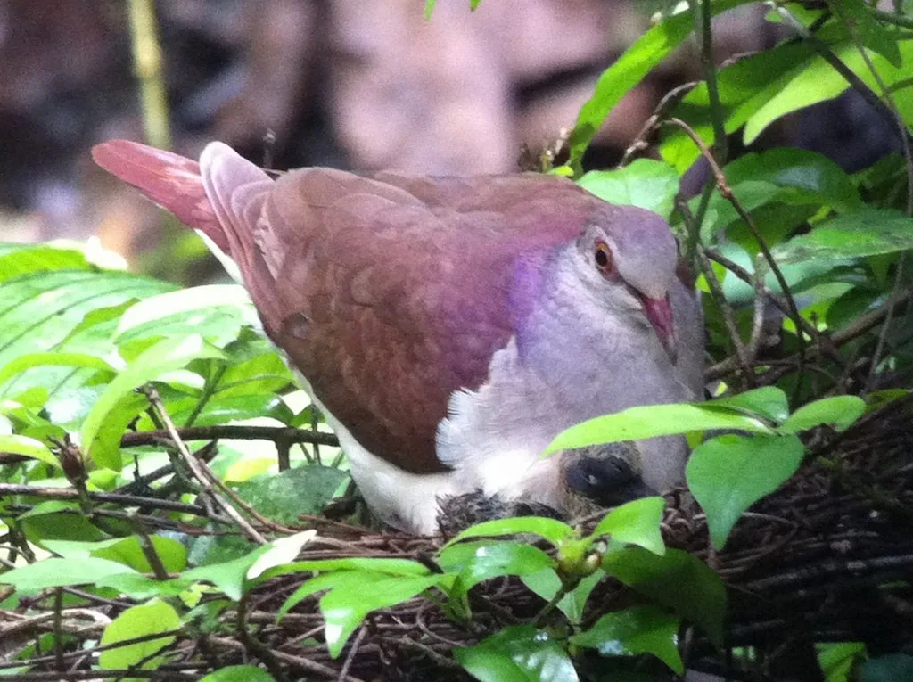 紫鹑鸠(Geotrygon violacea)