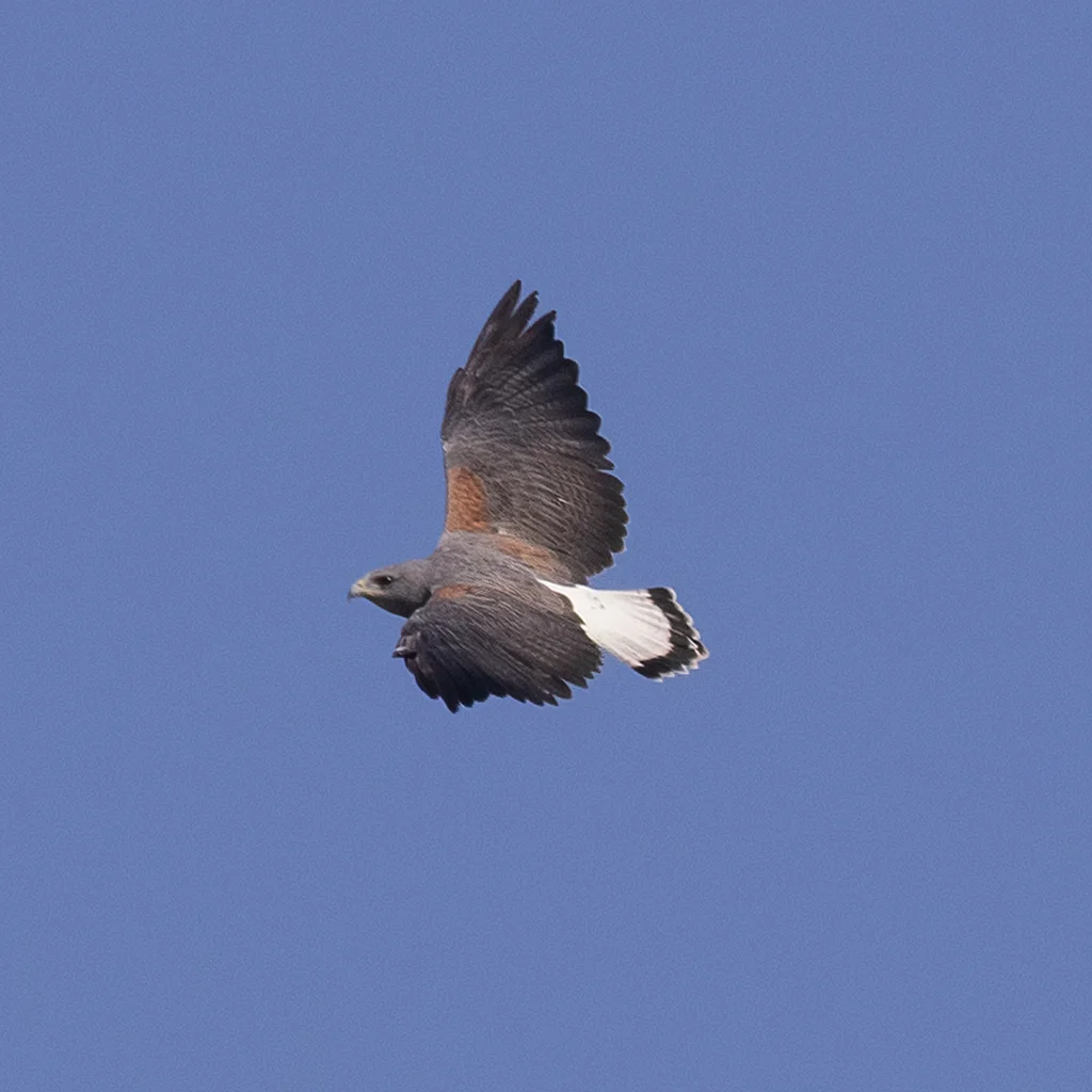 白尾鵟(Geranoaetus albicaudatus)