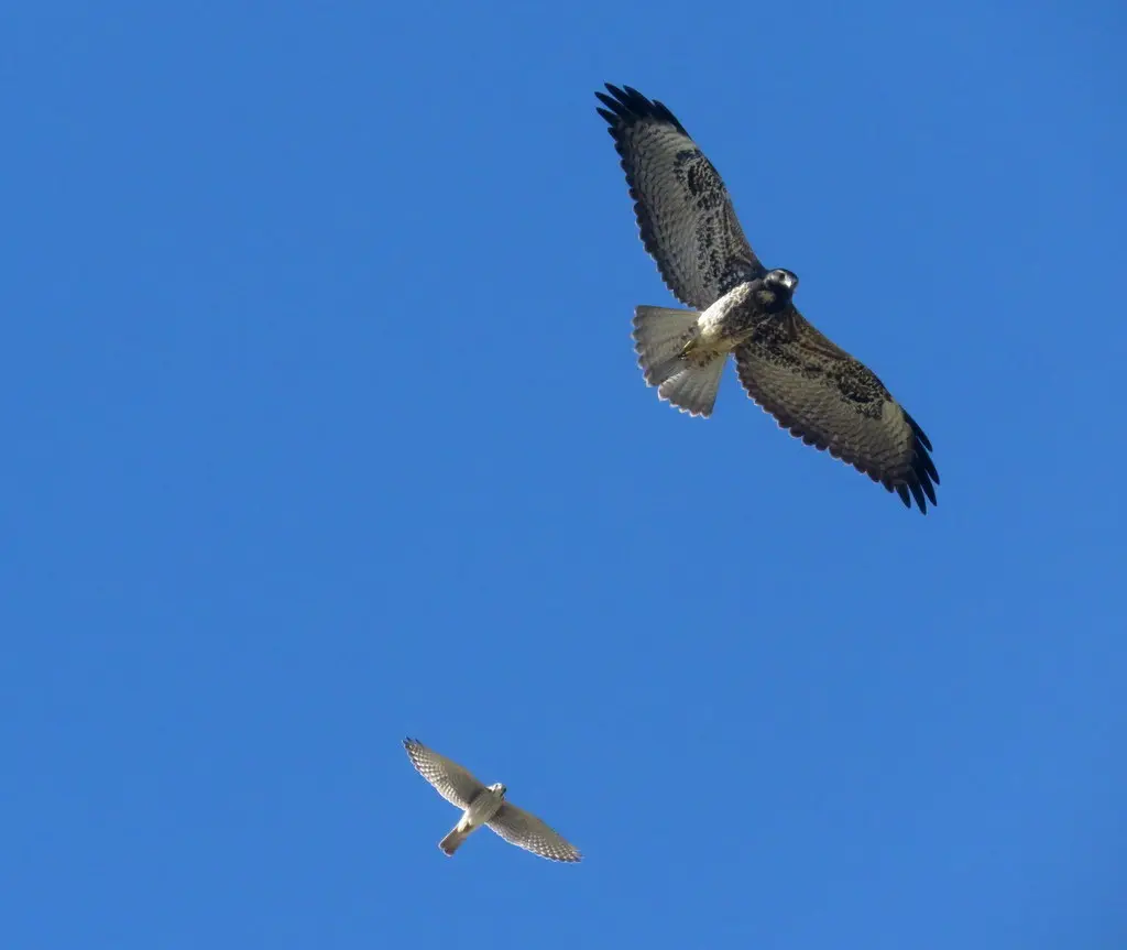 白尾鵟(Geranoaetus albicaudatus)