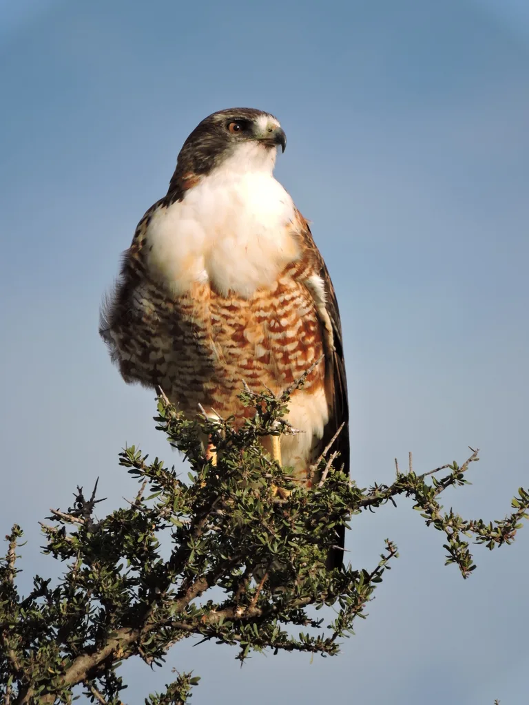 红背鵟(Geranoaetus polyosoma)