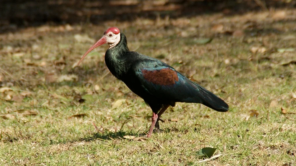 秃鹮(Geronticus calvus)