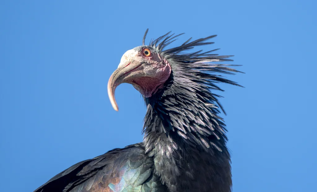 隐鹮(Geronticus eremita)