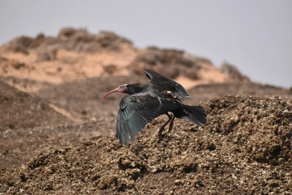 隐鹮(Geronticus eremita)