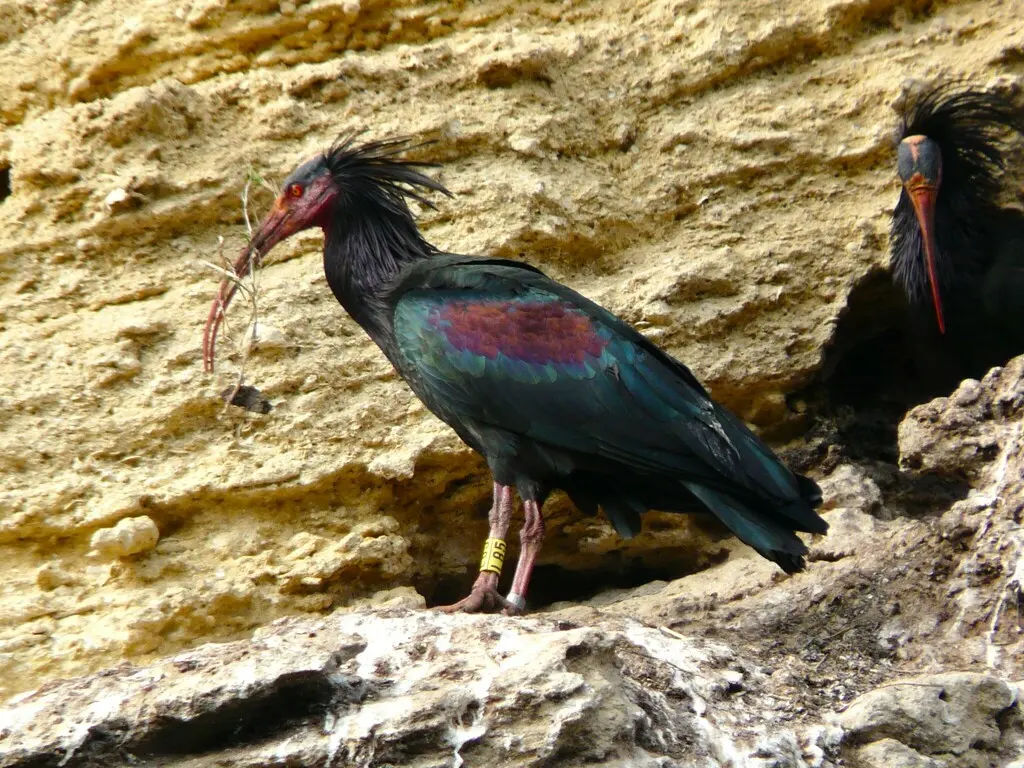隐鹮(Geronticus eremita)