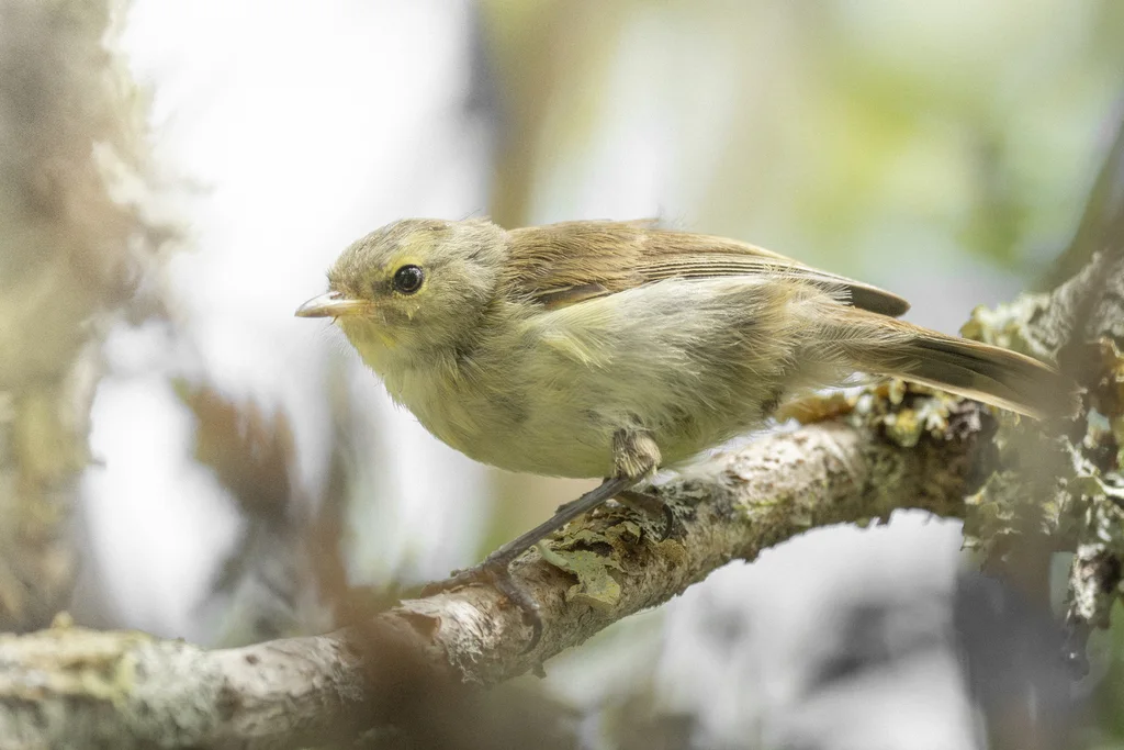 查岛噪刺莺(Gerygone albofrontata)