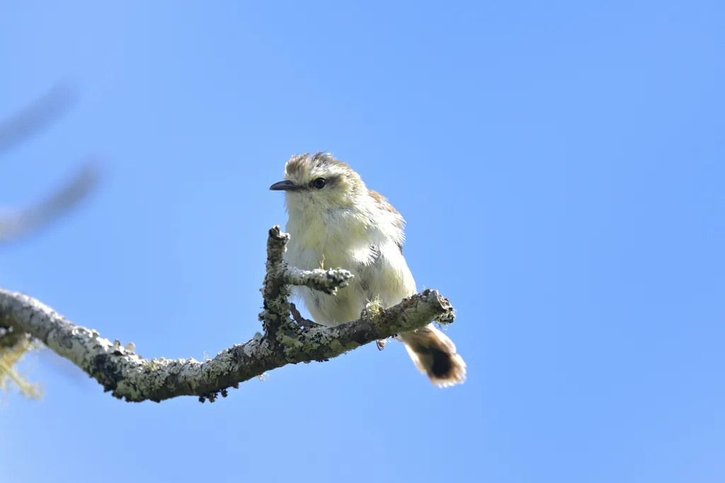 查岛噪刺莺(Gerygone albofrontata)