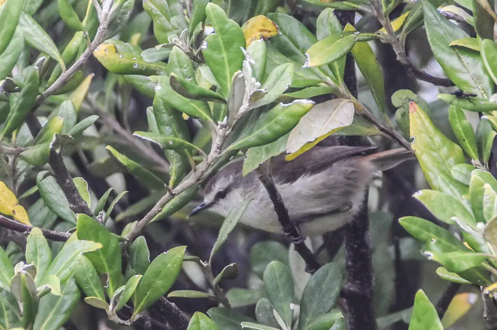 查岛噪刺莺(Gerygone albofrontata)