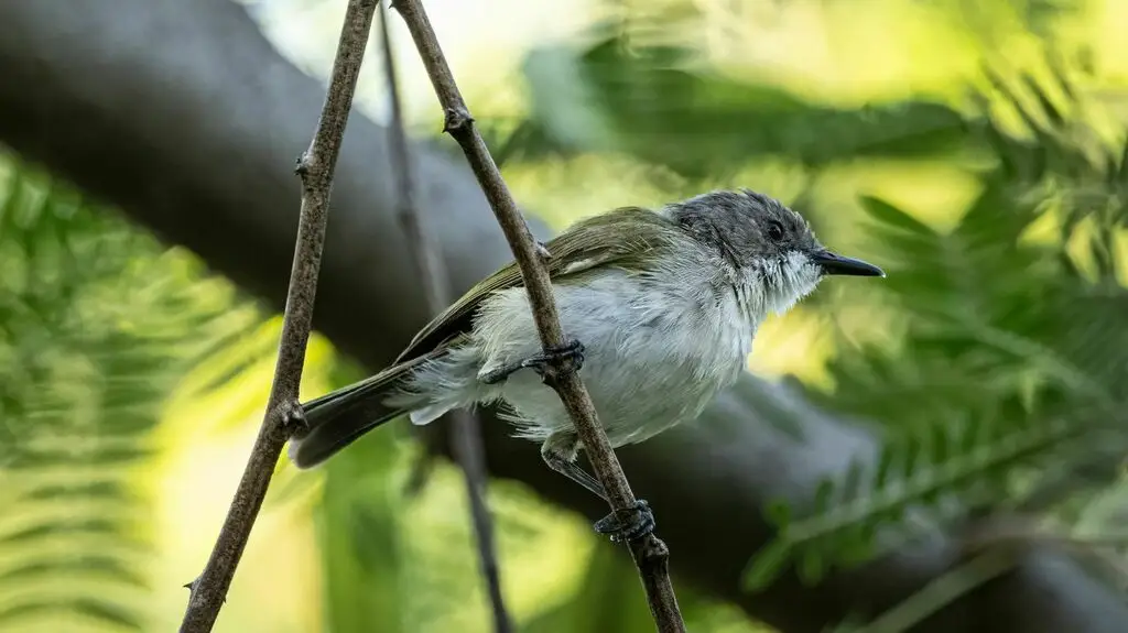 灰头噪刺莺(Gerygone chloronota)