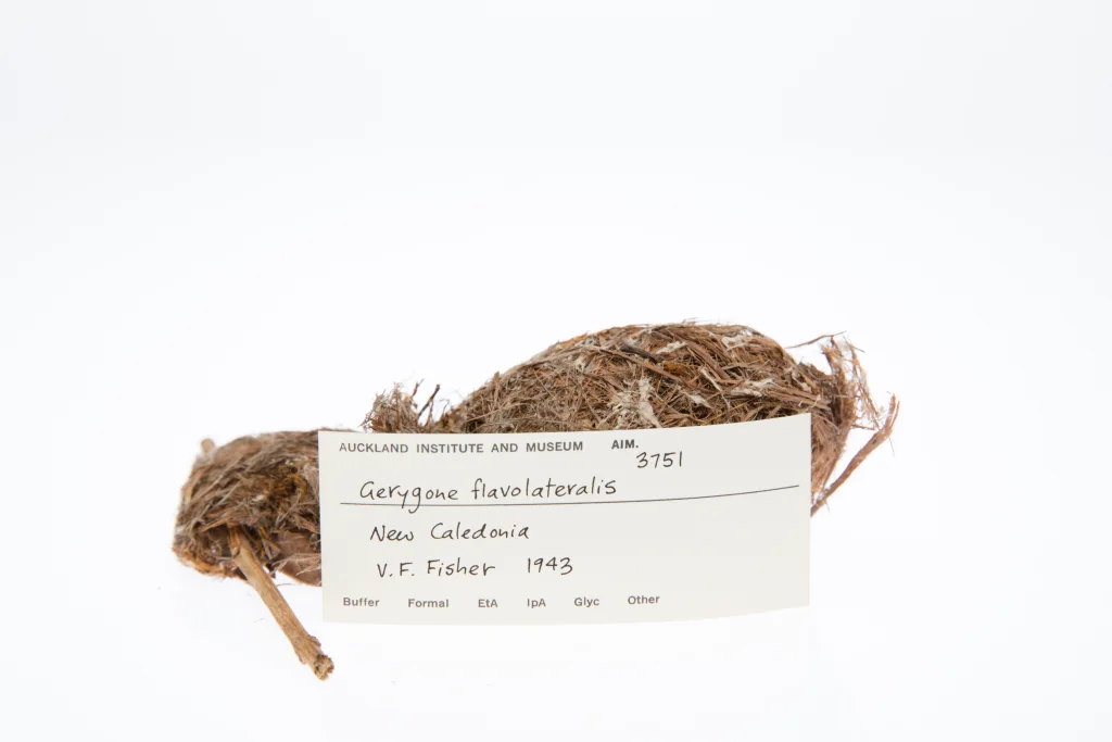 扇尾噪刺莺(Gerygone flavolateralis)