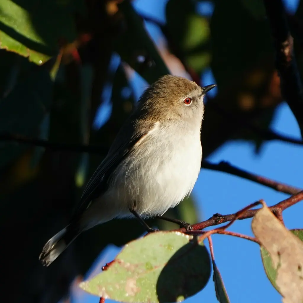 西噪刺莺(Gerygone fusca)