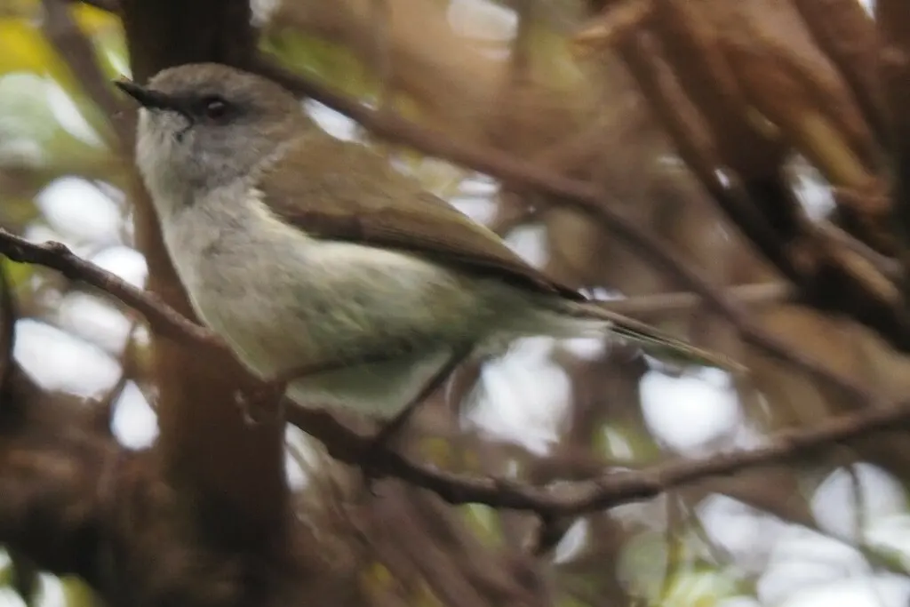 灰噪刺莺(Gerygone igata)