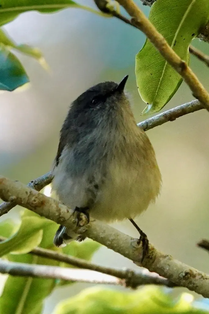 灰噪刺莺(Gerygone igata)