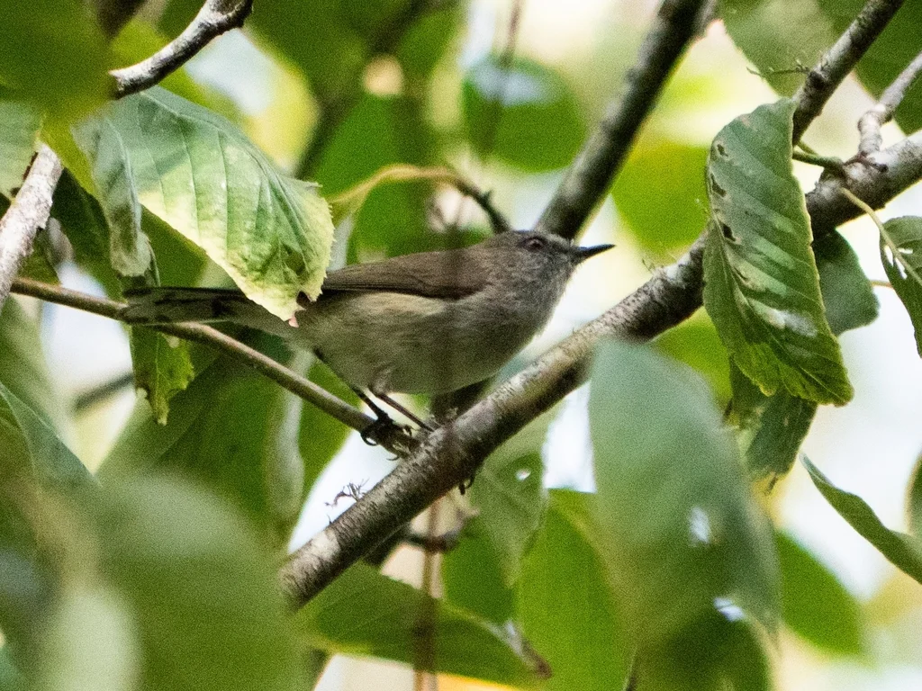 灰噪刺莺(Gerygone igata)