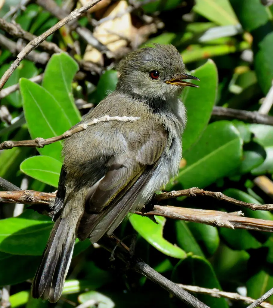 灰噪刺莺(Gerygone igata)