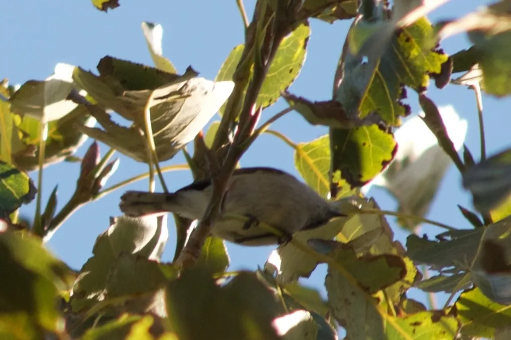 灰噪刺莺(Gerygone igata)