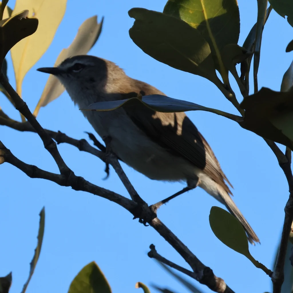 棕胸噪刺莺(Gerygone levigaster)