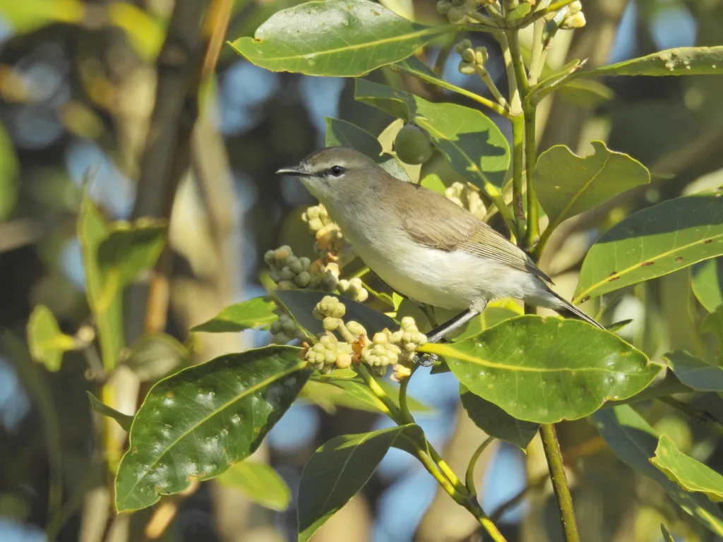 棕胸噪刺莺(Gerygone levigaster)