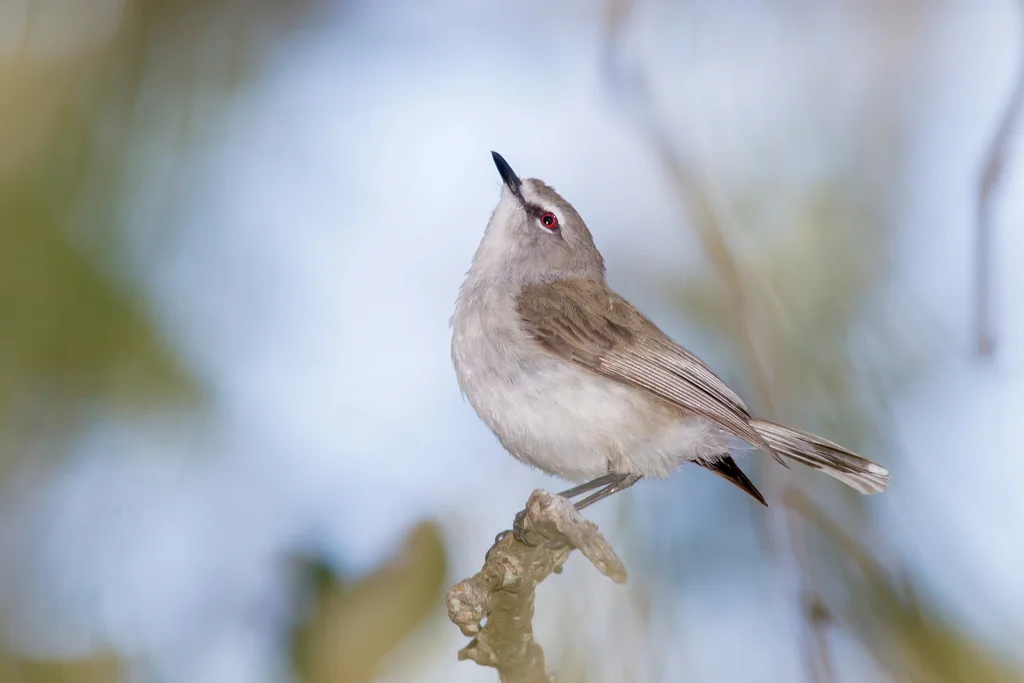 棕胸噪刺莺(Gerygone levigaster)