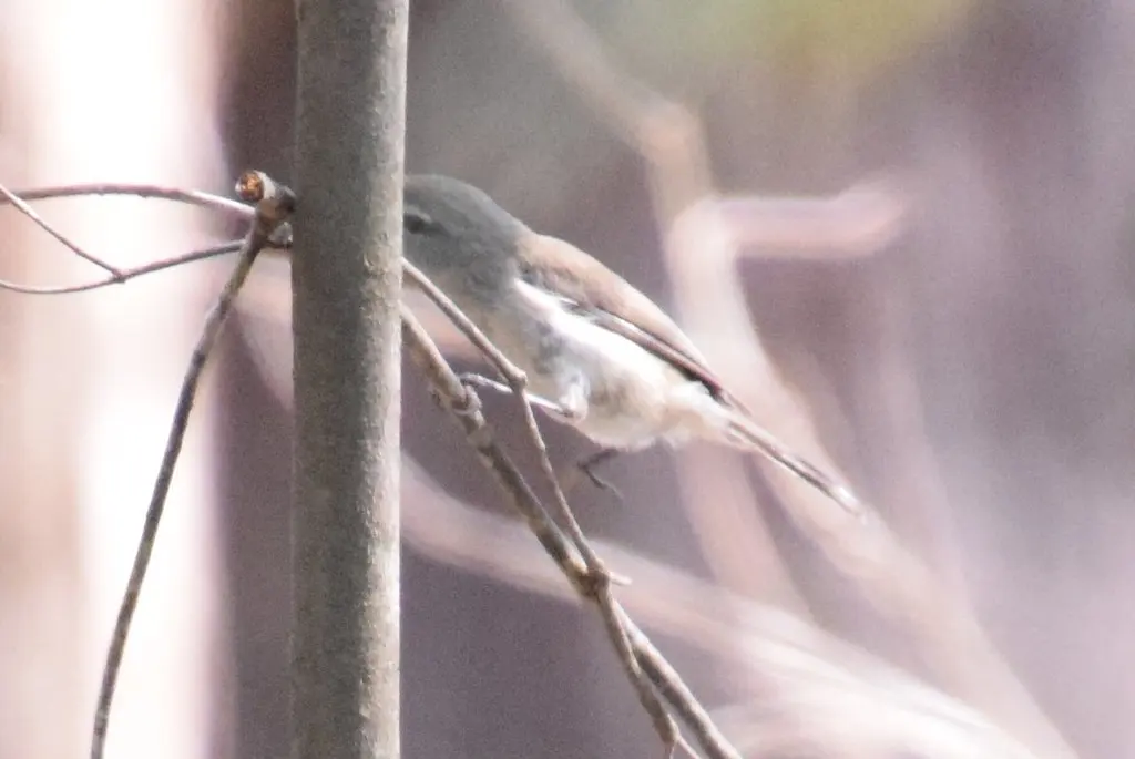 棕胸噪刺莺(Gerygone levigaster)