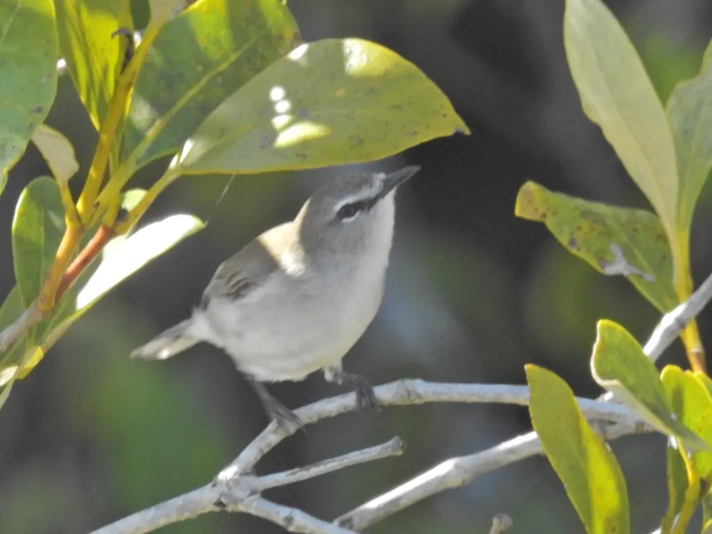棕胸噪刺莺(Gerygone levigaster)