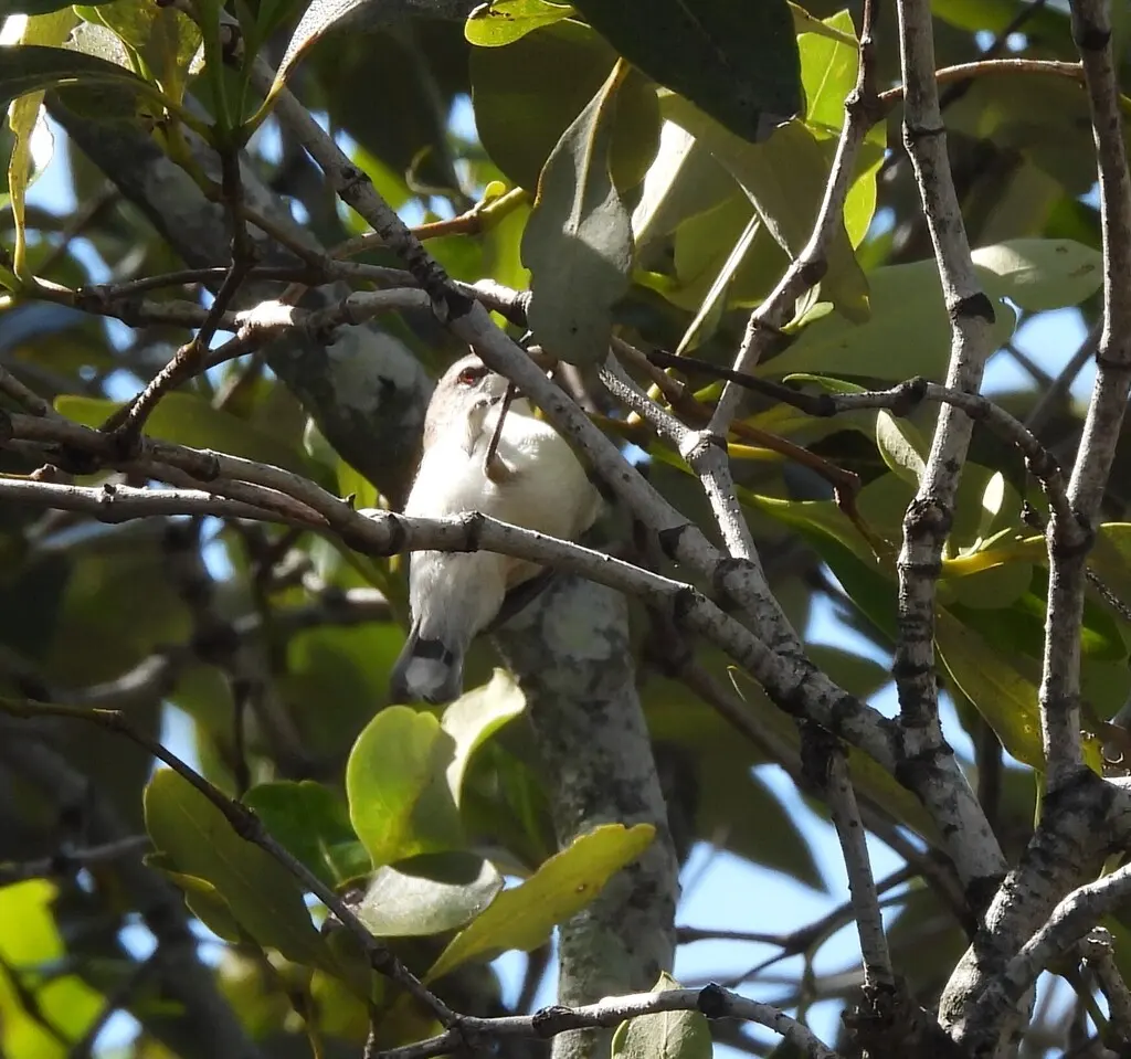 棕胸噪刺莺(Gerygone levigaster)