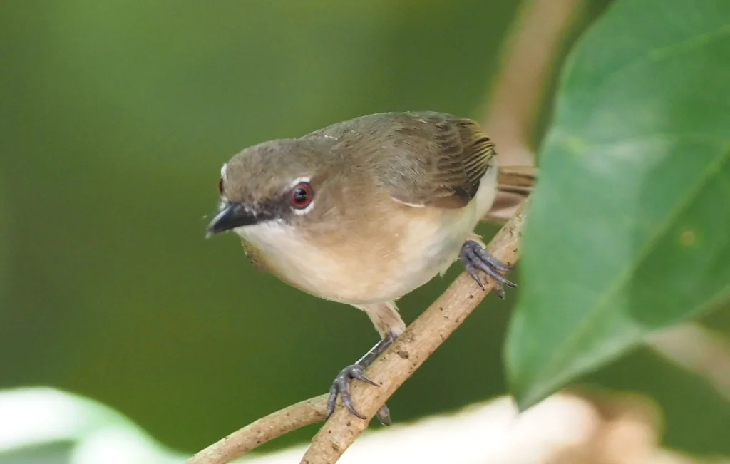 沼泽噪刺莺（Gerygone magnirostris）