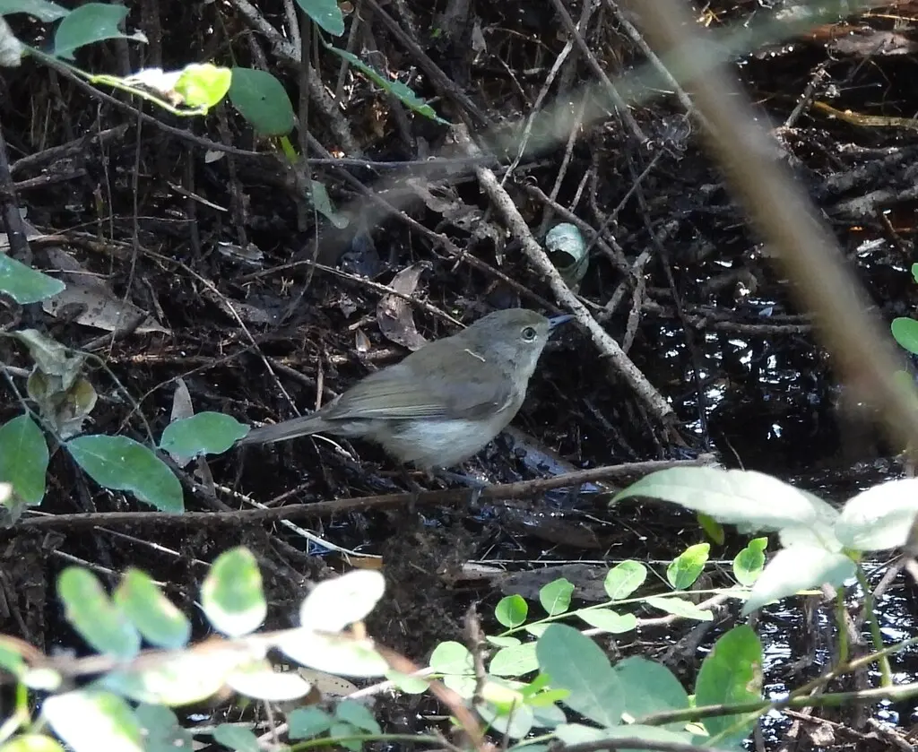 沼泽噪刺莺（Gerygone magnirostris）