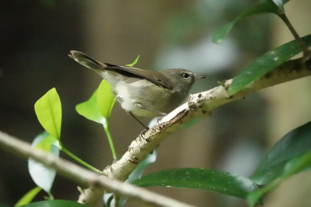 诺岛噪刺莺(Gerygone modesta)