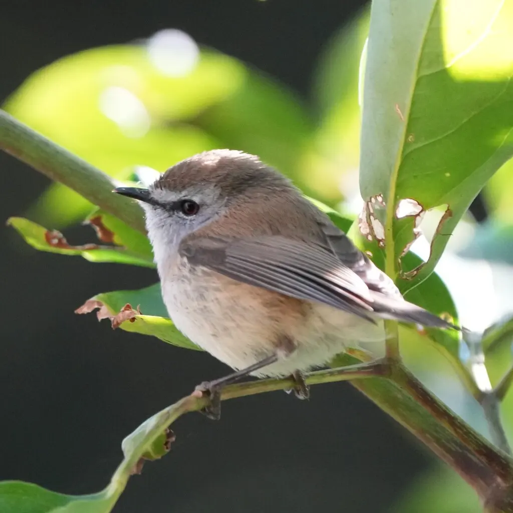 褐噪刺莺(Gerygone mouki)